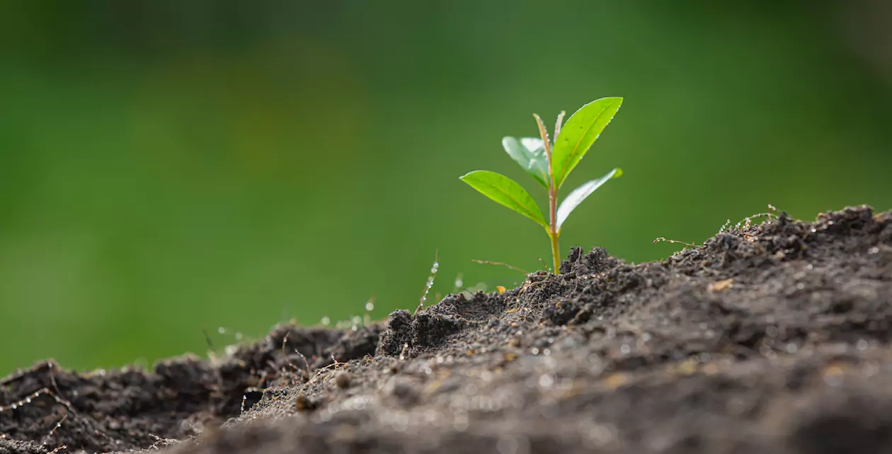 Qu'est-ce qu'un emballage biosourcé ?