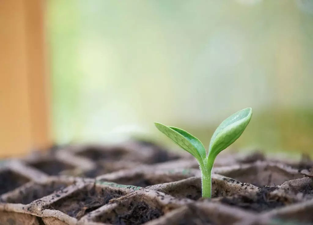 Les emballages biodégradables : un vrai plus pour votre stratégie RSE