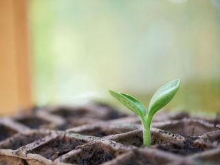 Les emballages biodégradables : un vrai plus pour votre stratégie RSE